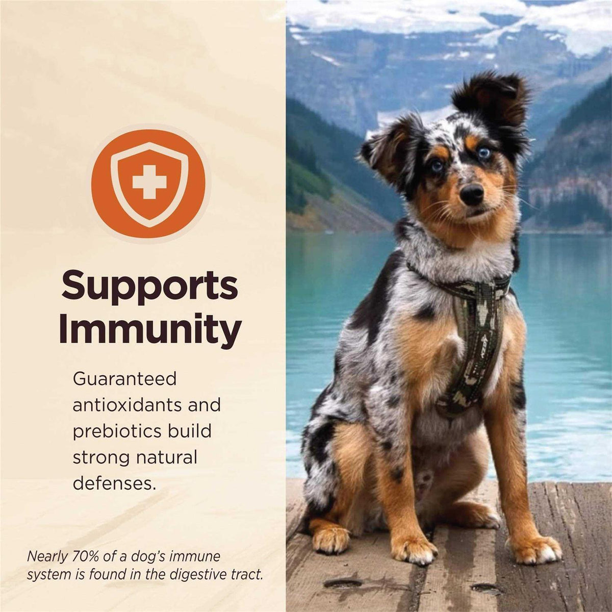 Grain Free Wet Dog Food Variety Pack X10128