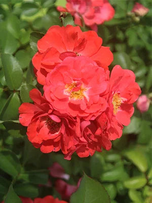 Coral Drift Rose Bush G442