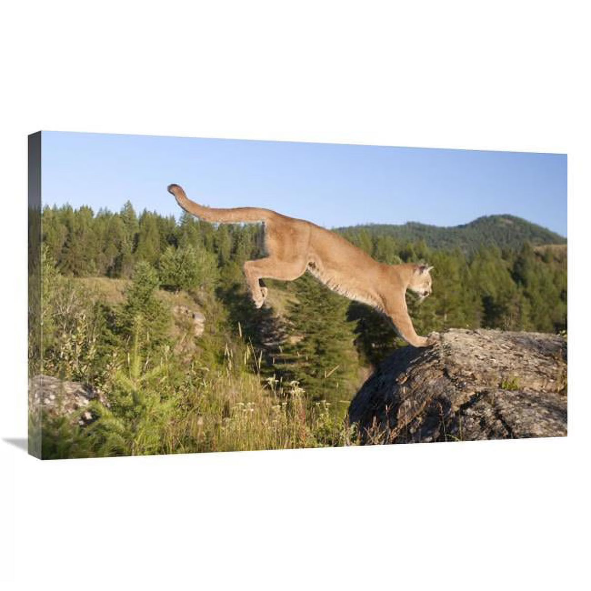 Mountain Lion Jumping Art Print B483