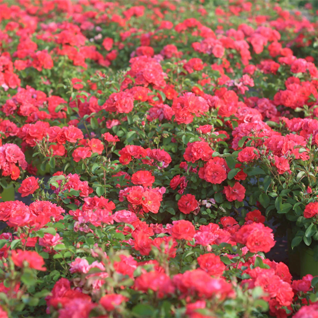 Coral Drift Rose Bush G442
