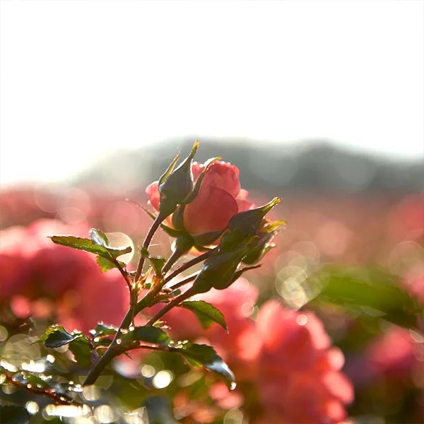 Coral Drift Rose Bush G442