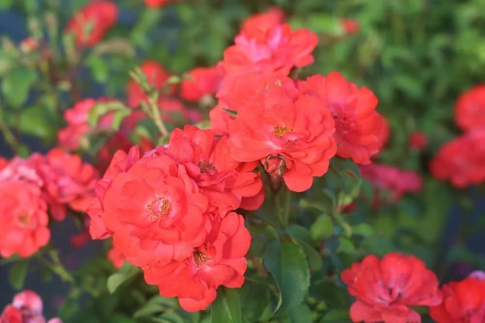 Coral Drift Rose Bush G442