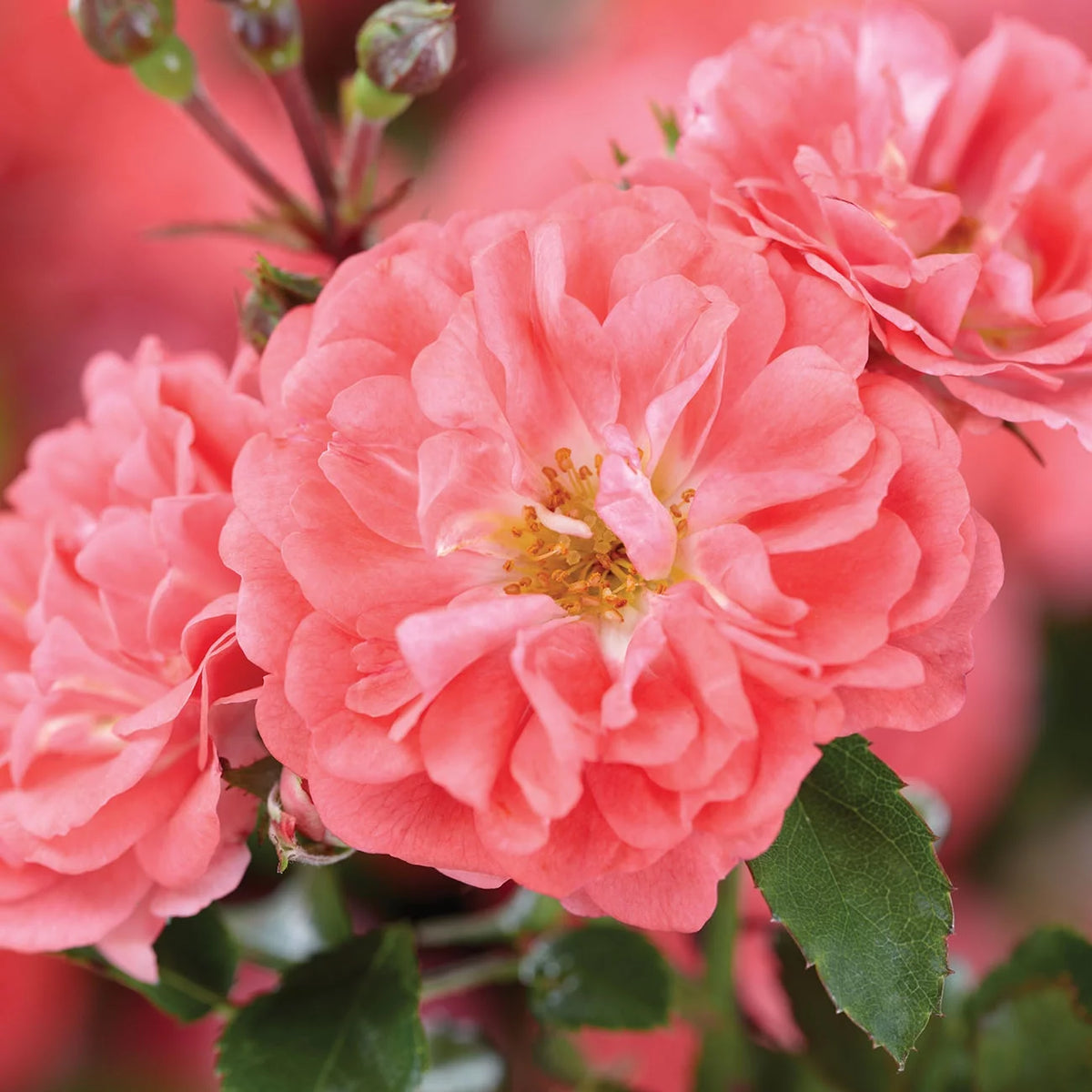 Coral Drift Rose Bush G442