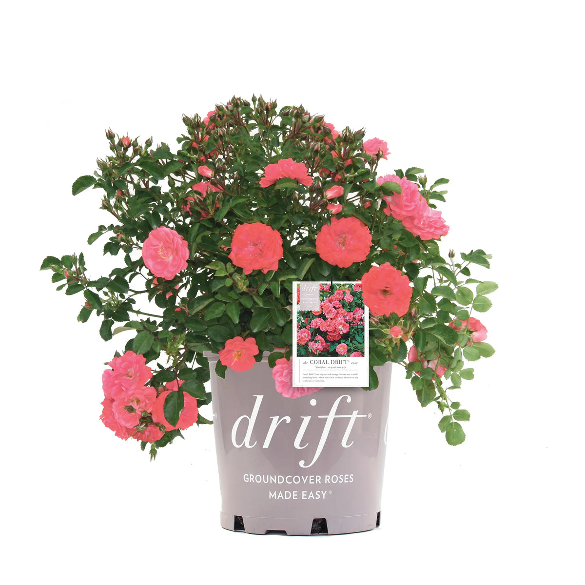 Coral Drift Rose Bush G442