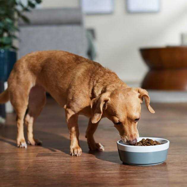 Farmina N&D Free Dog Dry Food Boar & Apple Adult Mini N70071