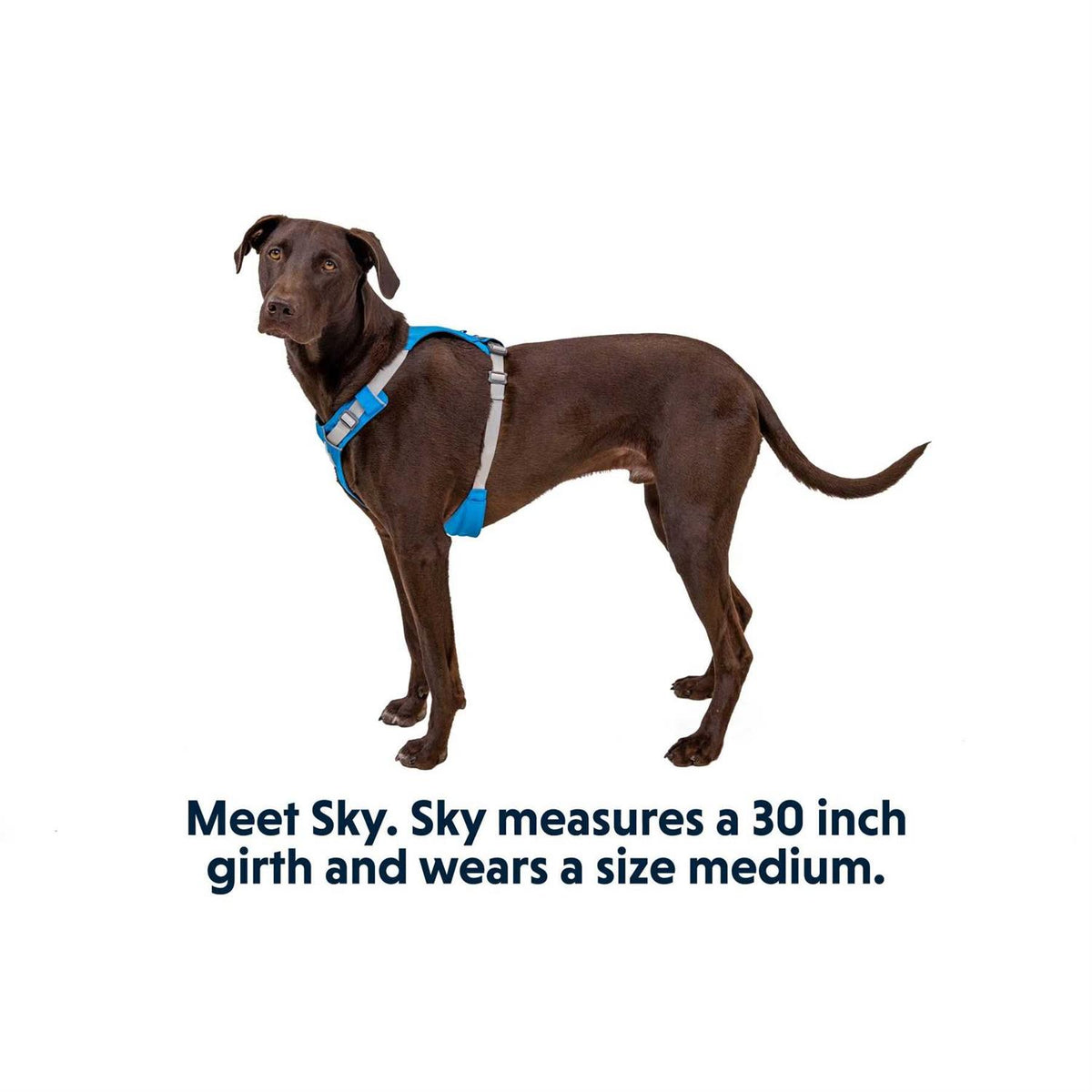 Hi & Light Dog Harness K103490